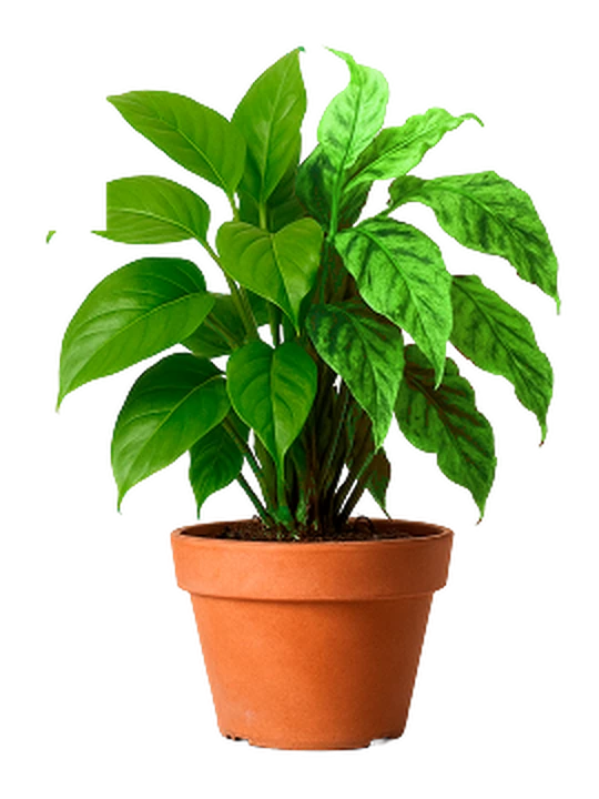La misma planta reluciente y verde después de usar Plantorade